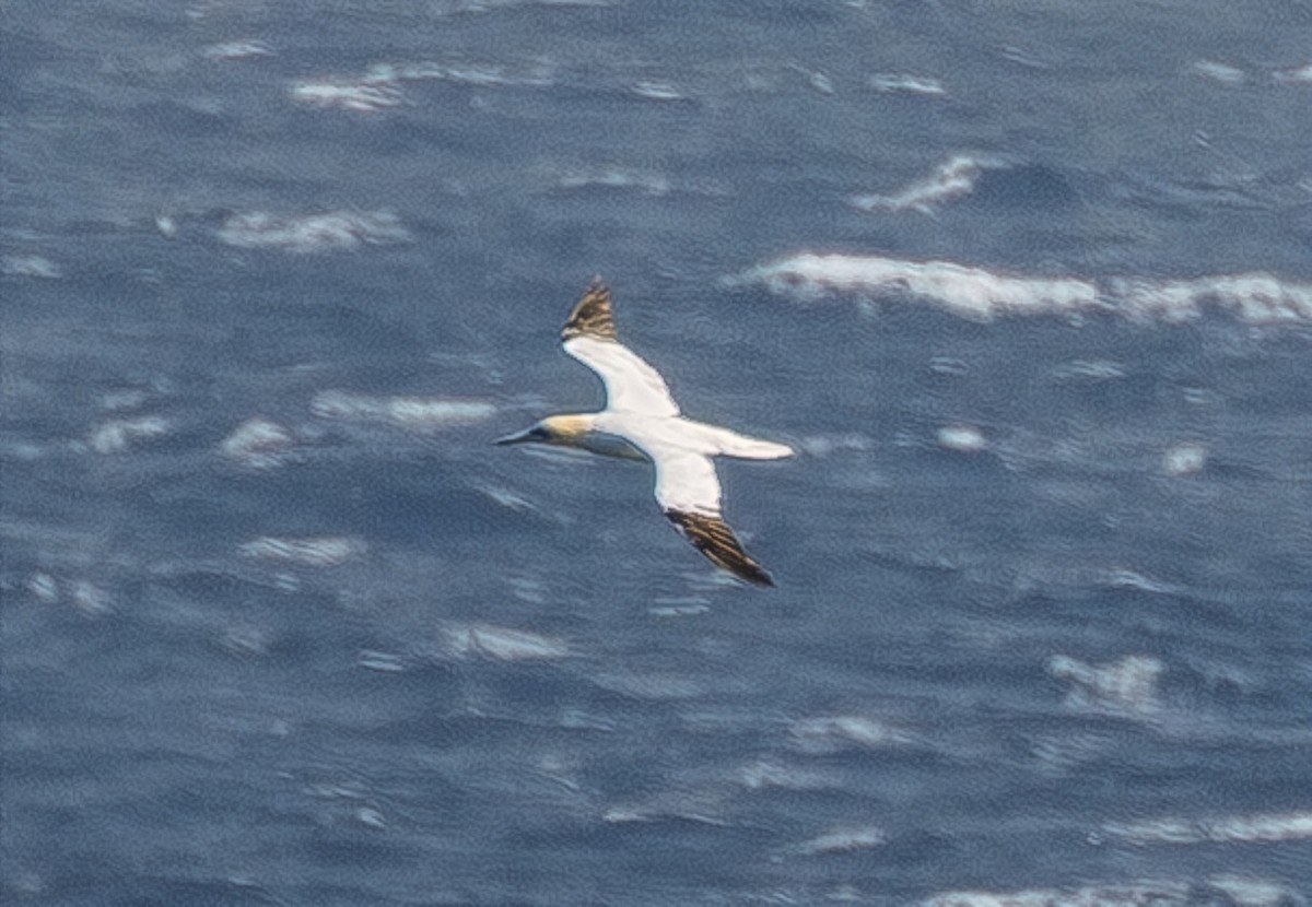 סולה מצויה - ML647188585