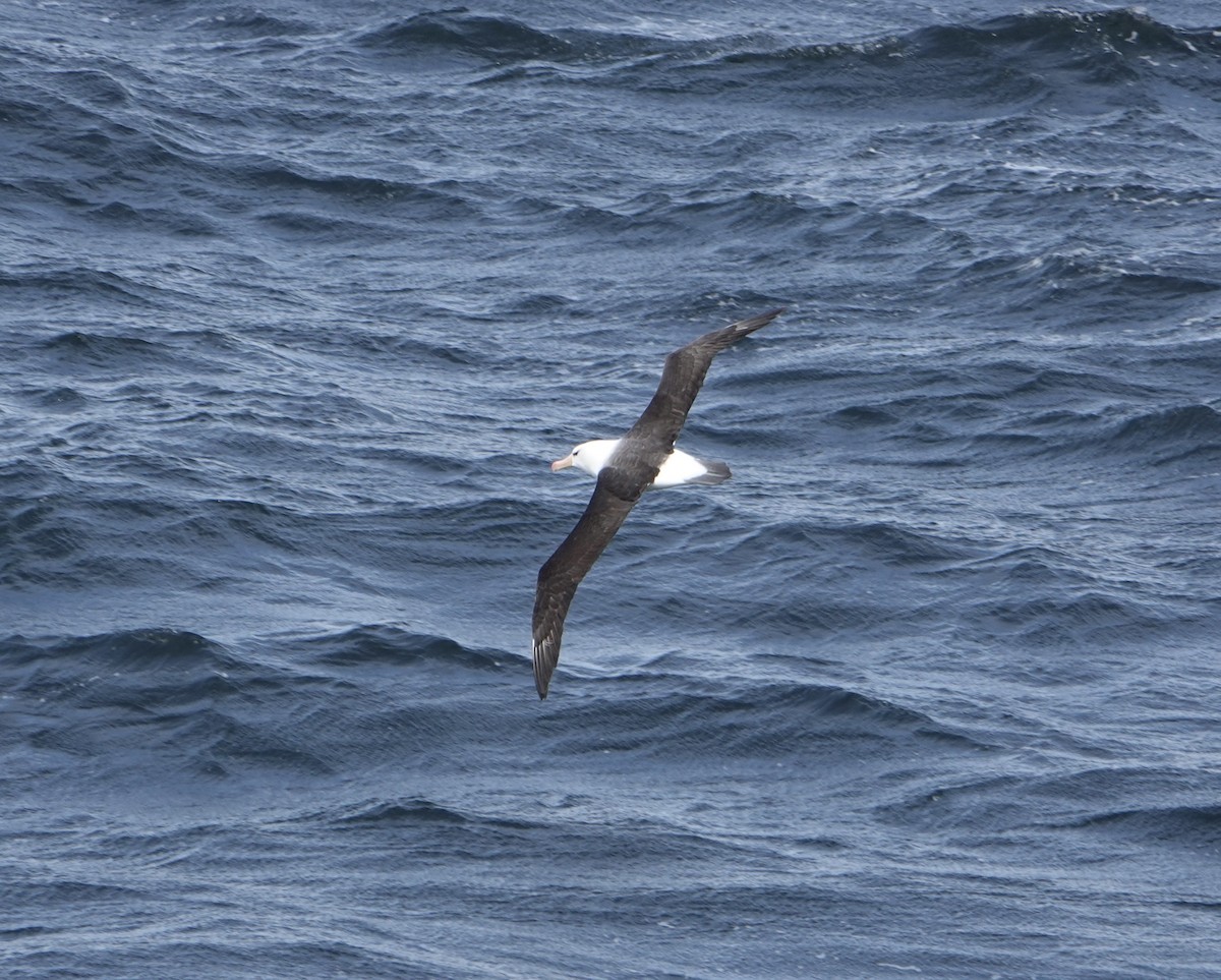 Black-browed Albatross - ML647188586