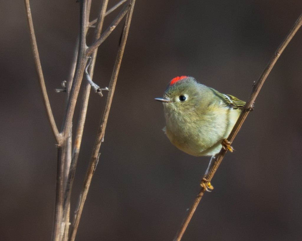 Ruby-crowned Kinglet - ML647188587