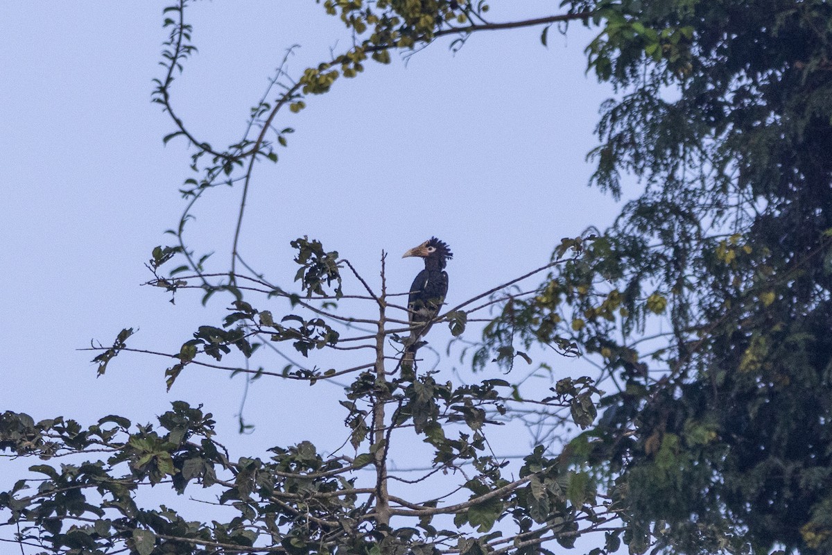 Brown-cheeked Hornbill - ML647188589