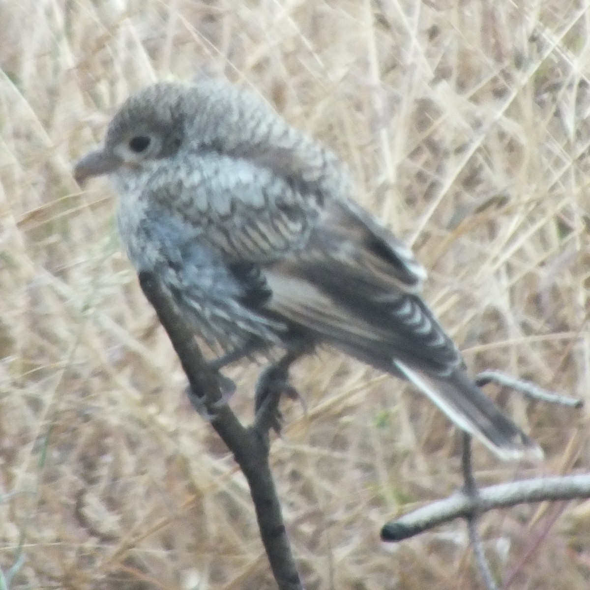 Woodchat Shrike - ML647188590