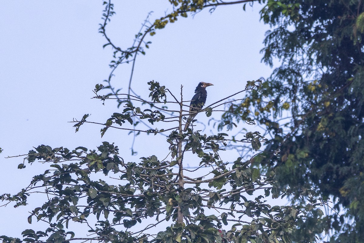 Brown-cheeked Hornbill - ML647188593