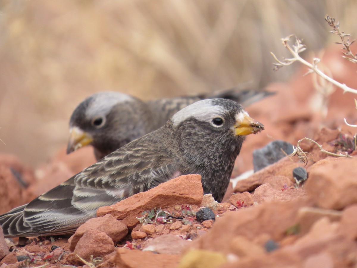 Black Rosy-Finch - ML647188597