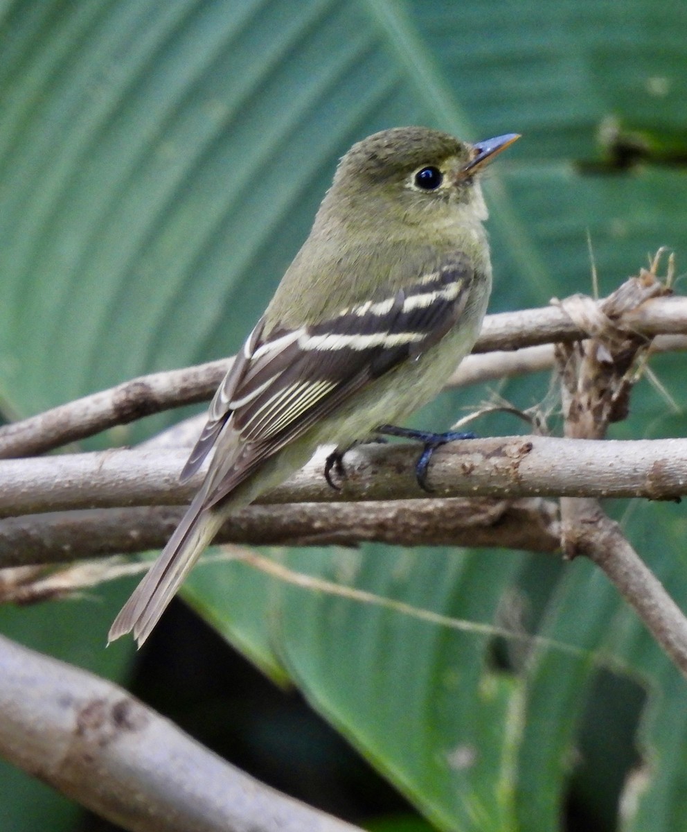 Yellow-bellied Flycatcher - ML647188600
