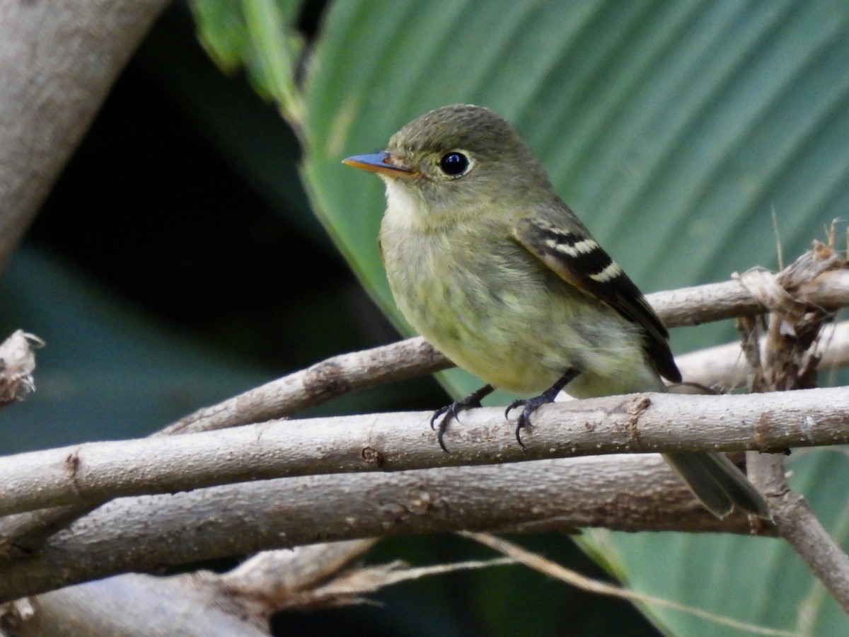 Yellow-bellied Flycatcher - ML647188601