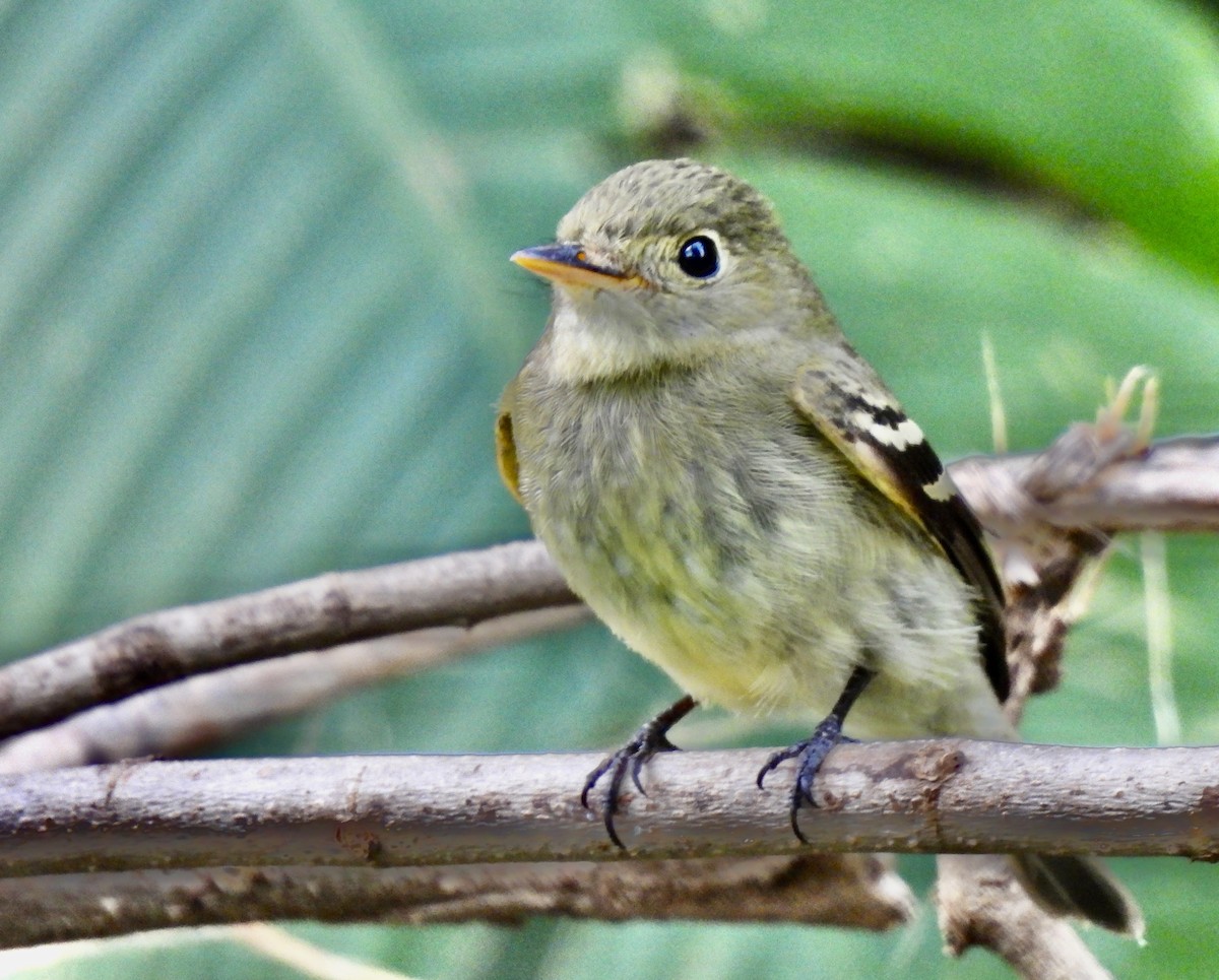 Yellow-bellied Flycatcher - ML647188602