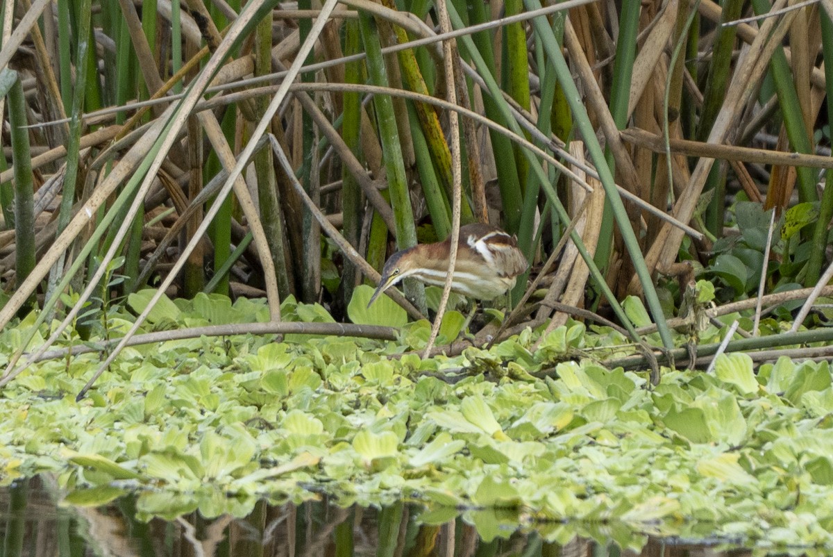 Petit Blongios - ML647188605