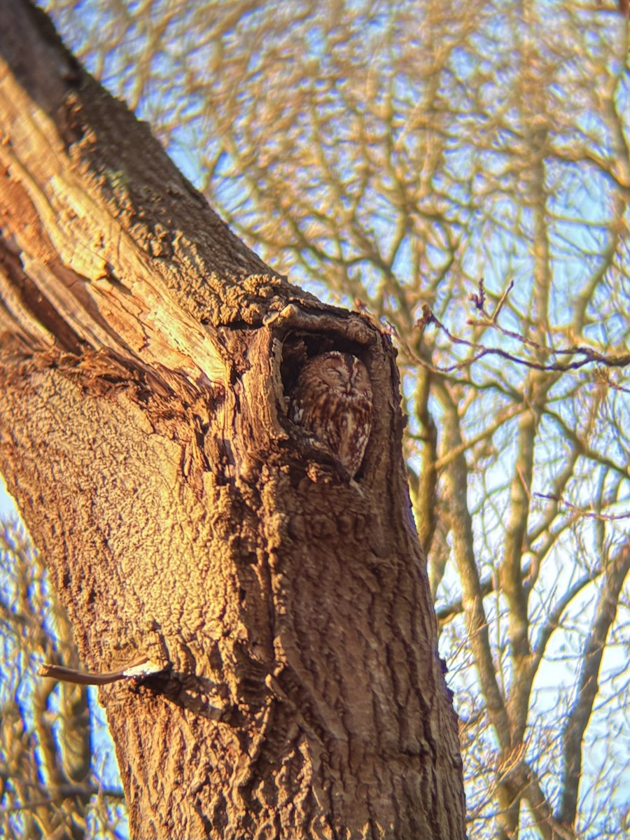 Tawny Owl - ML647188615