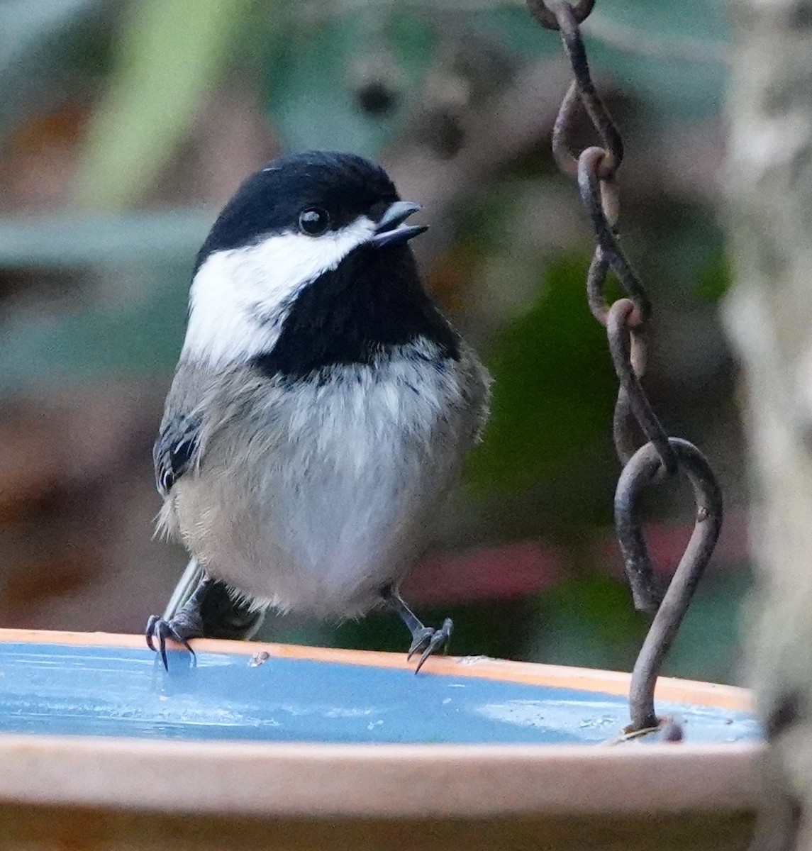 Black-capped Chickadee - ML647188622
