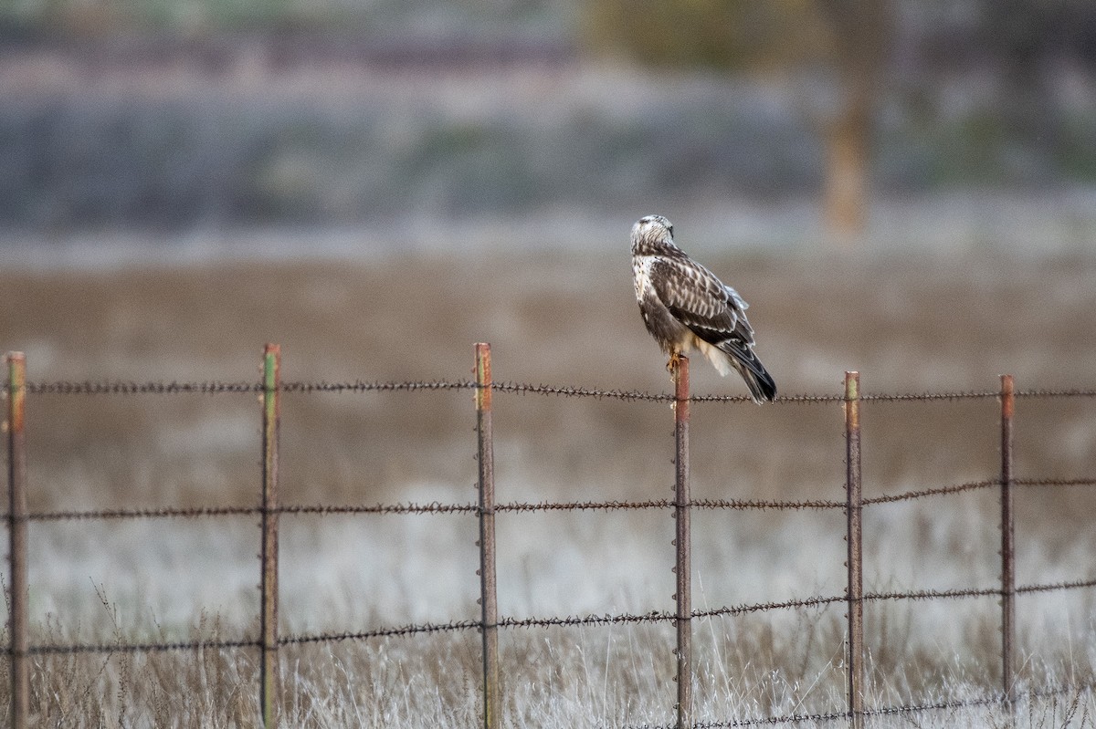 Busardo Calzado - ML647188634