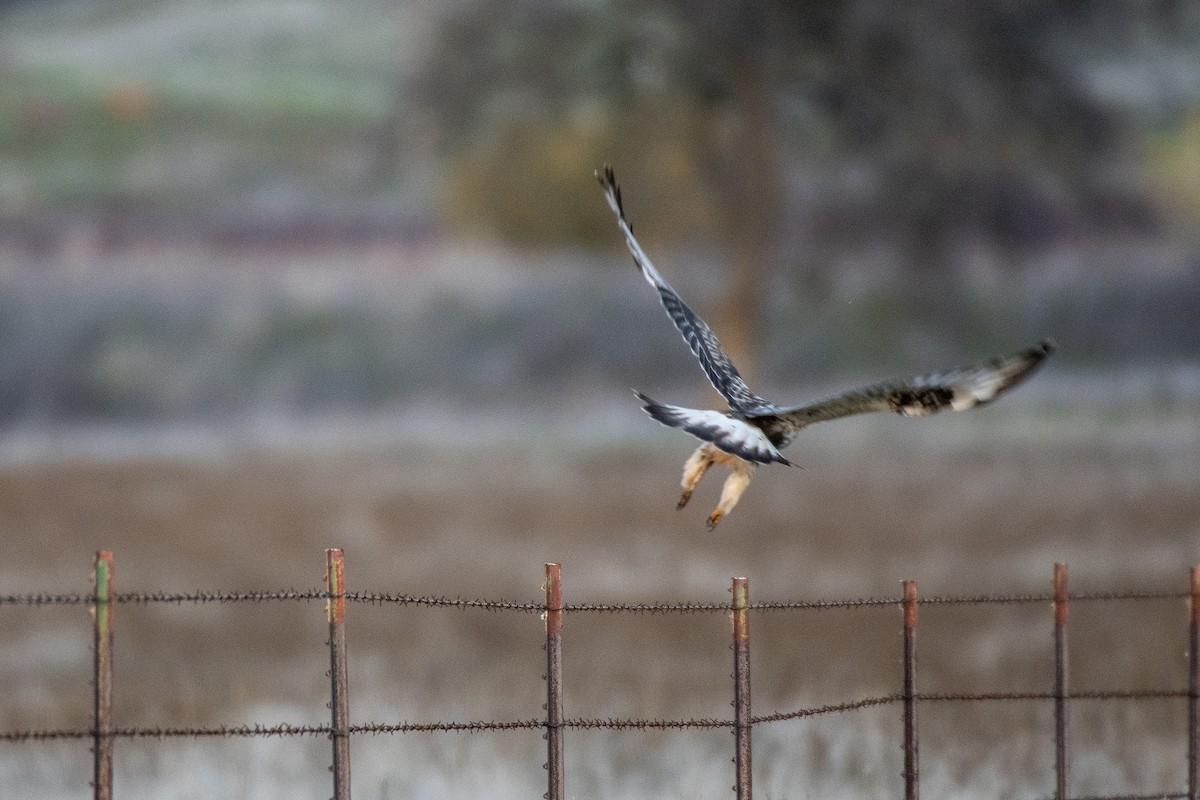 Busardo Calzado - ML647188635