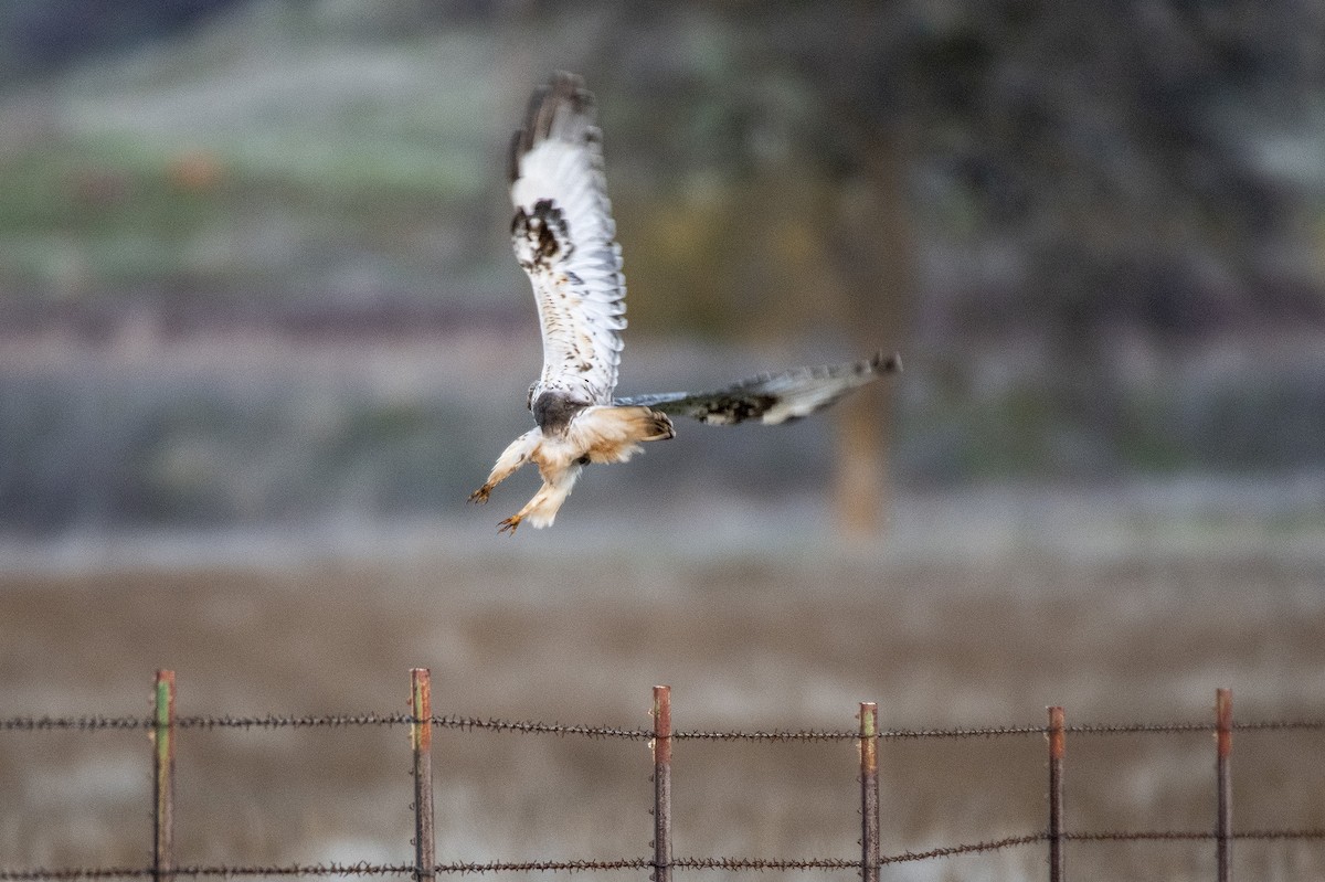 Busardo Calzado - ML647188636