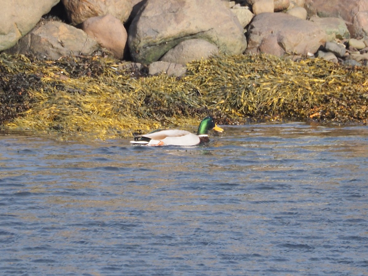 Ánade Azulón - ML647188638