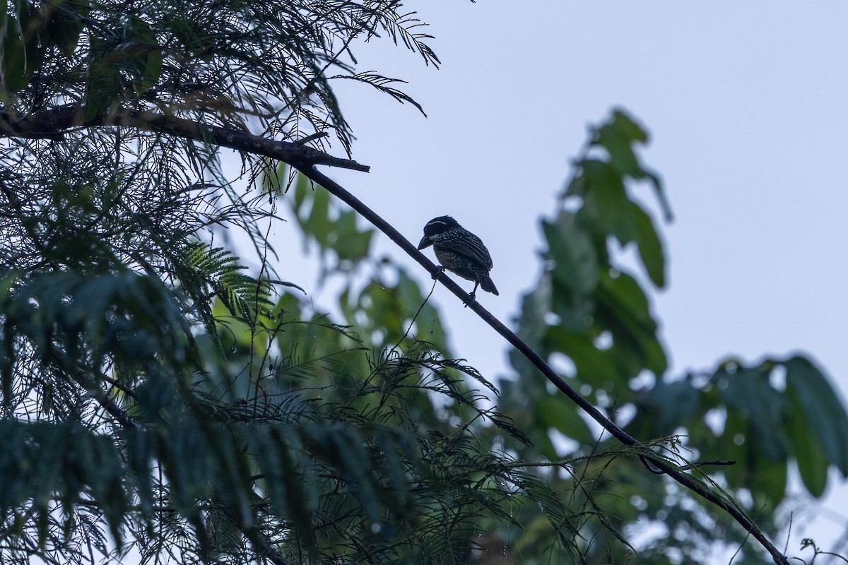 Barbudo Hirsuto - ML647188639