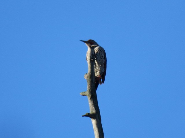 Carpintero Escapulario - ML647188644