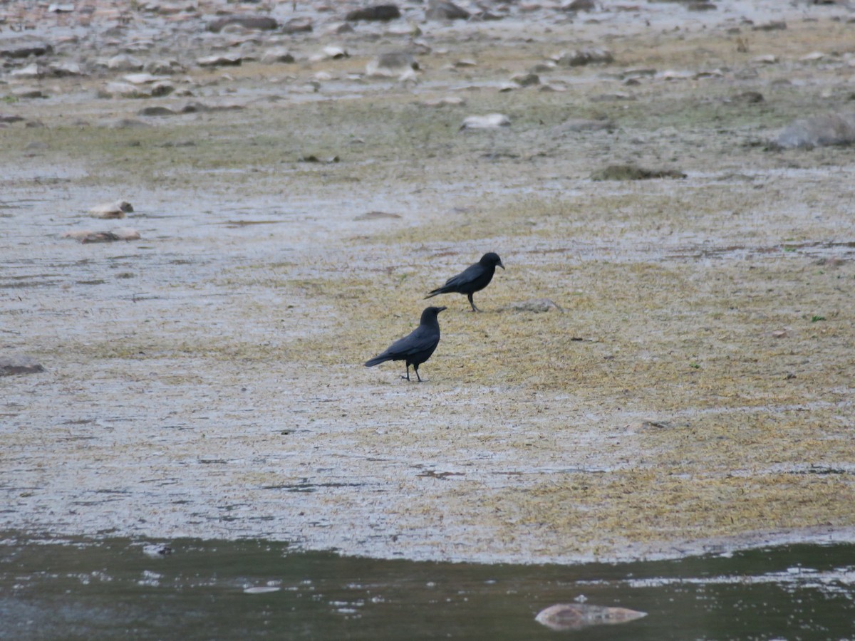 Cuervo Americano - ML647188645