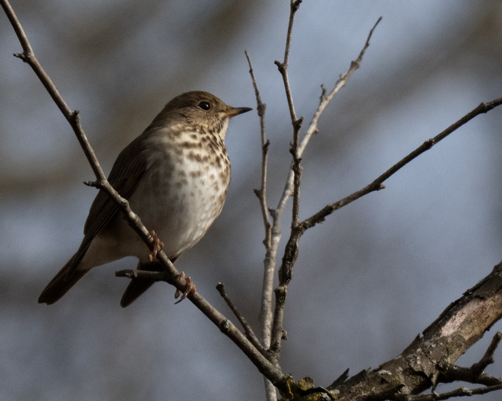 Zorzalito Colirrufo - ML647188646