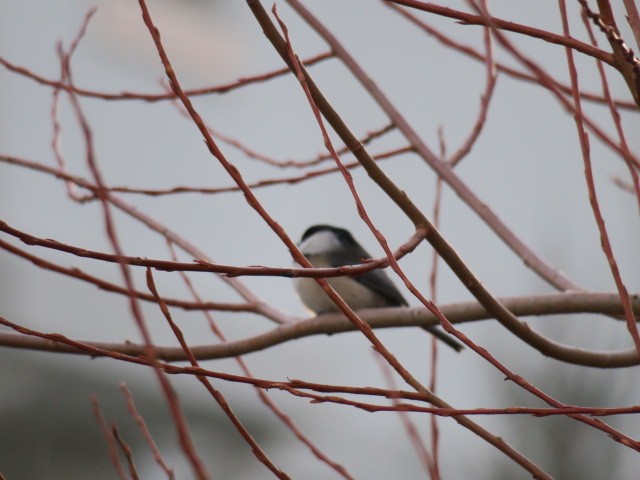 Carbonero Cabecinegro - ML647188647