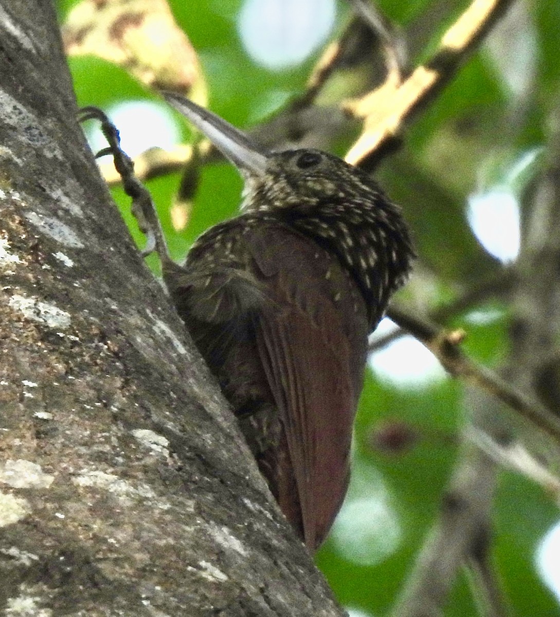 Trepatroncos Picomarfil - ML647188650