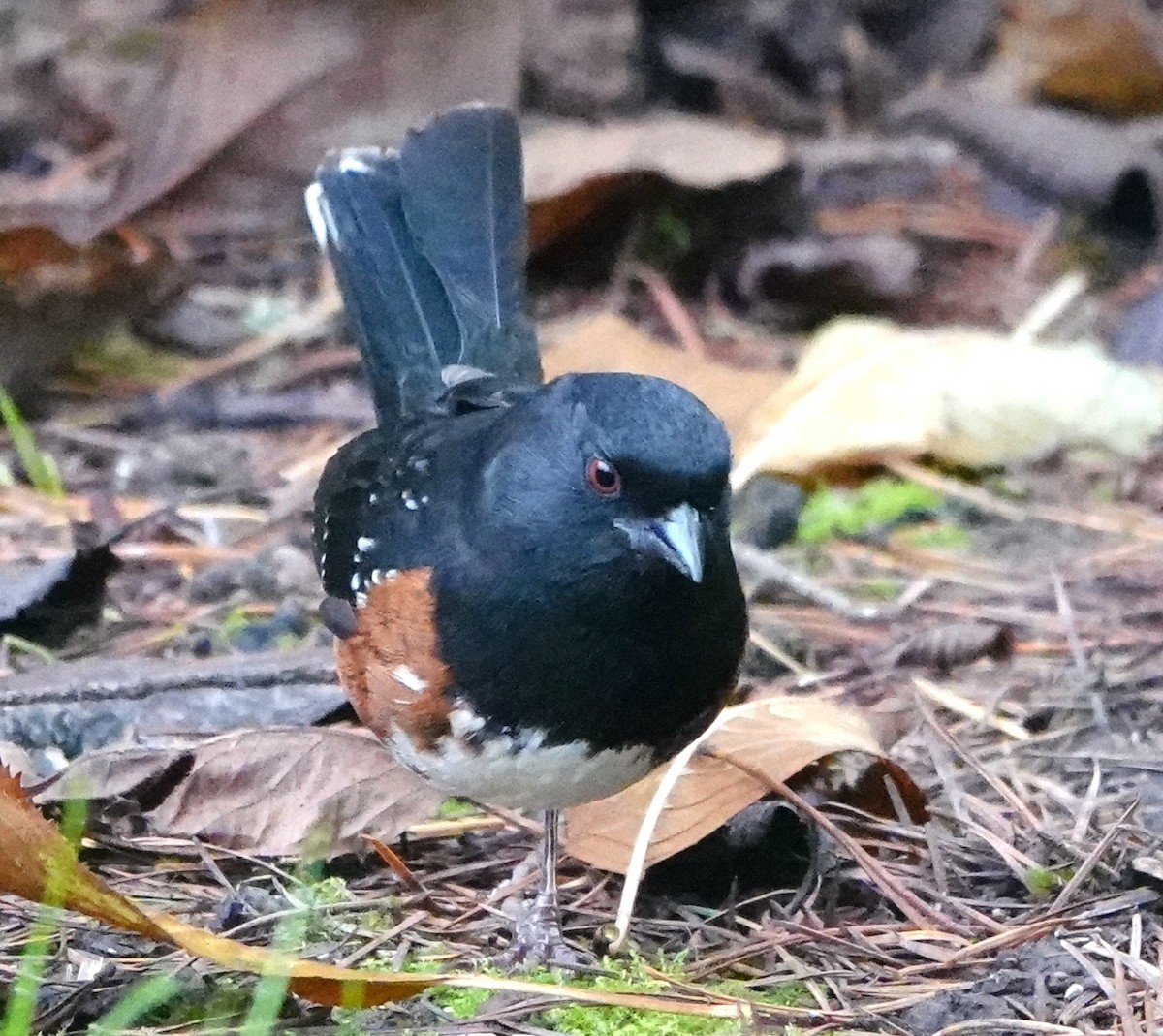 Toquí Moteado - ML647188651