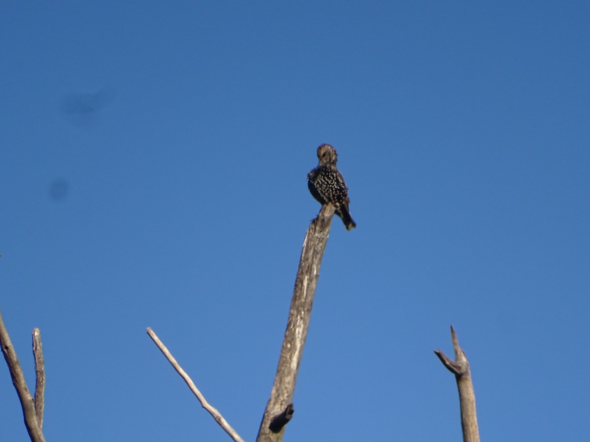 Estornino Pinto - ML647188652