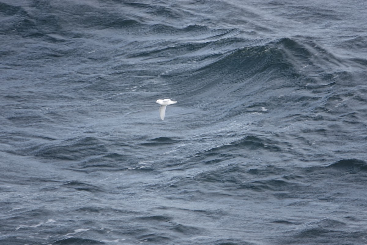 Petrel Níveo - ML647188653