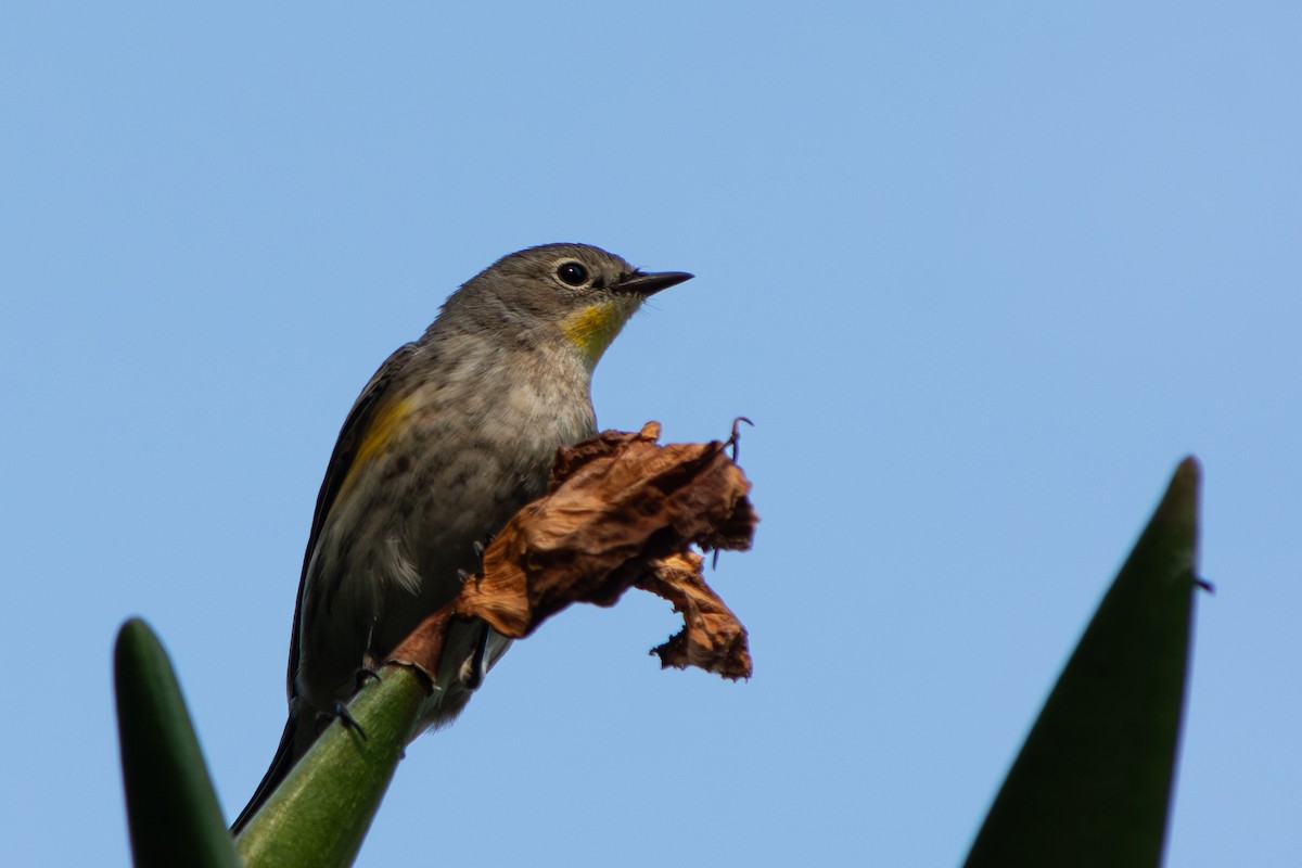 Reinita Coronada - ML647188654