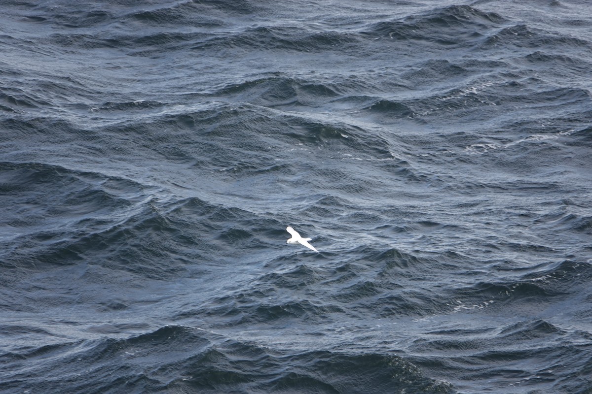 Petrel Níveo - ML647188655