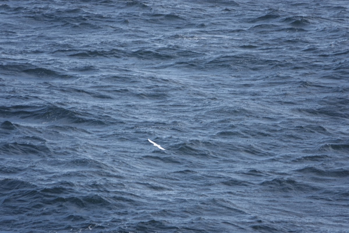 Petrel Níveo - ML647188656