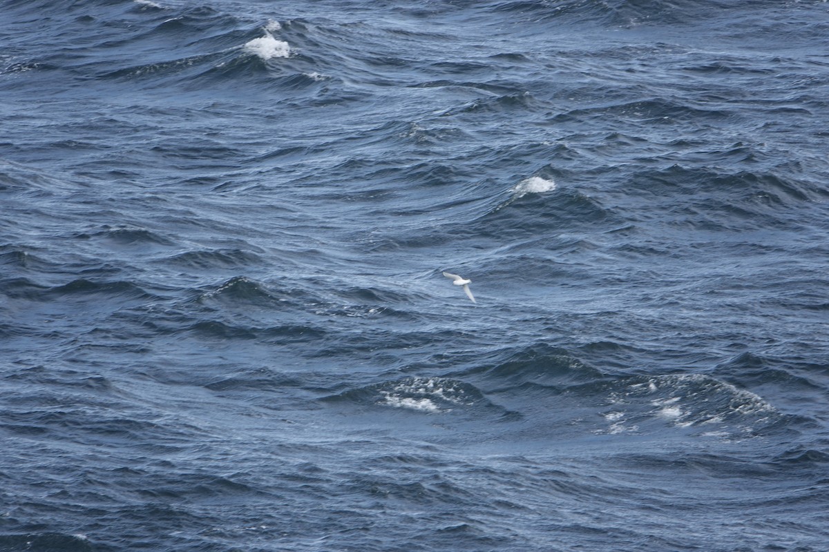 Petrel Níveo - ML647188657
