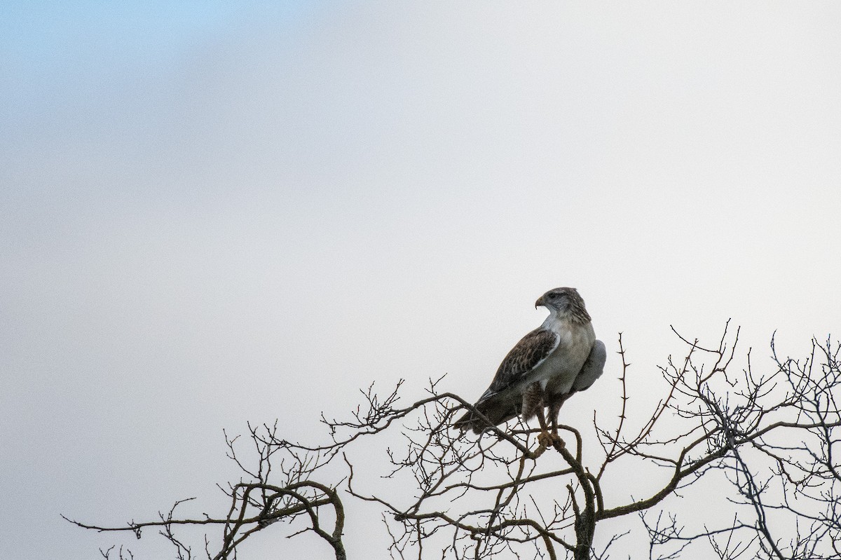 Busardo Herrumbroso - ML647188658