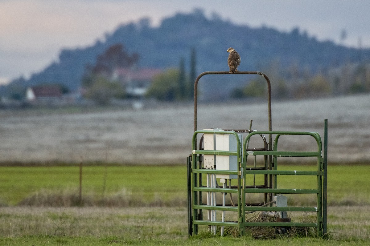 Busardo Herrumbroso - ML647188659