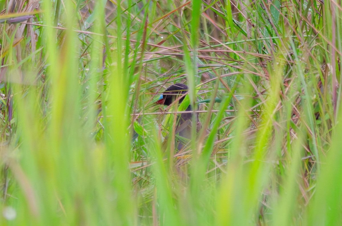 Rascón Gallineta - ML647188660