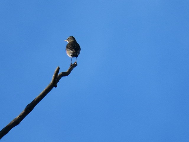 Zorzal Americano - ML647188663