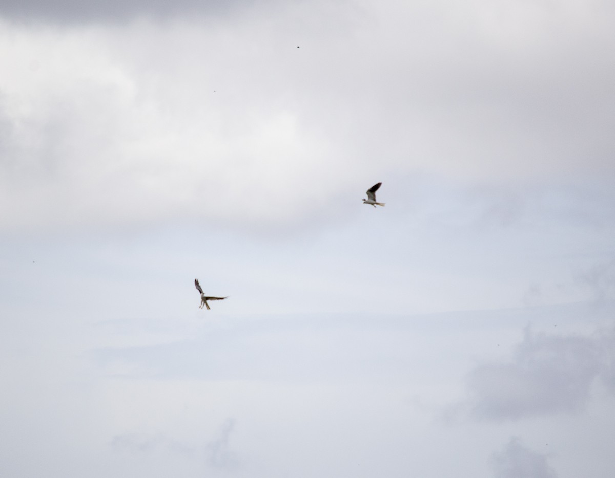 Elanio Maromero - ML647188664