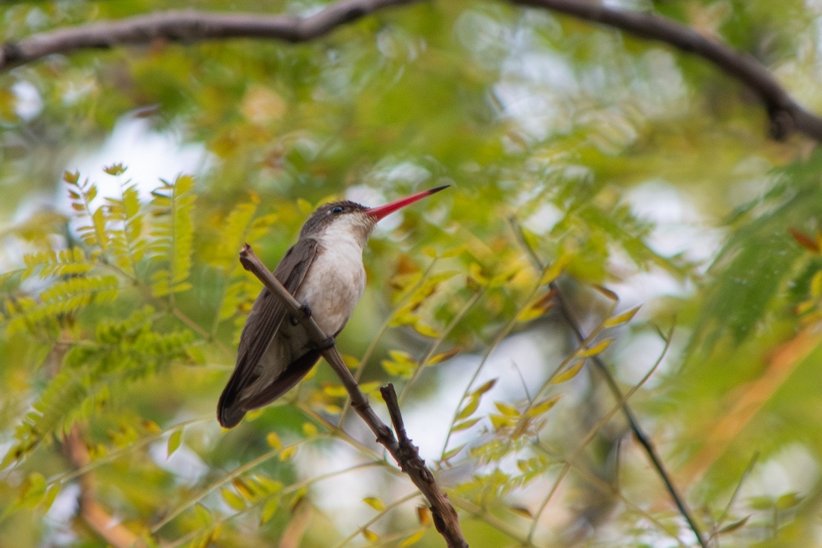 Amazilia Coronivioleta - ML647188669