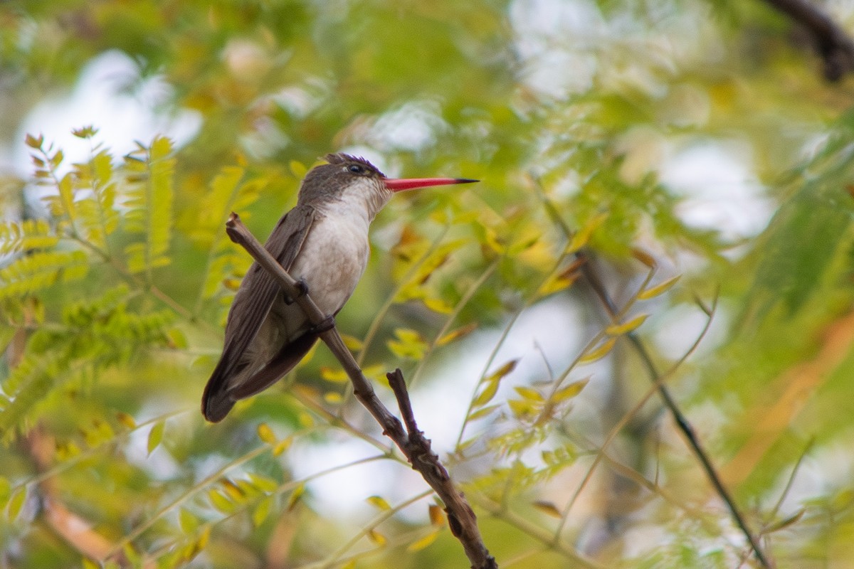 Amazilia Coronivioleta - ML647188670