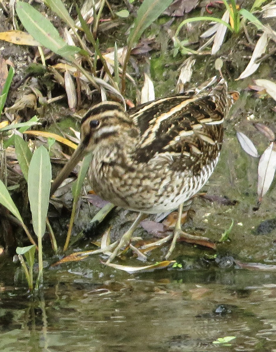 Agachadiza Común - ML647188671