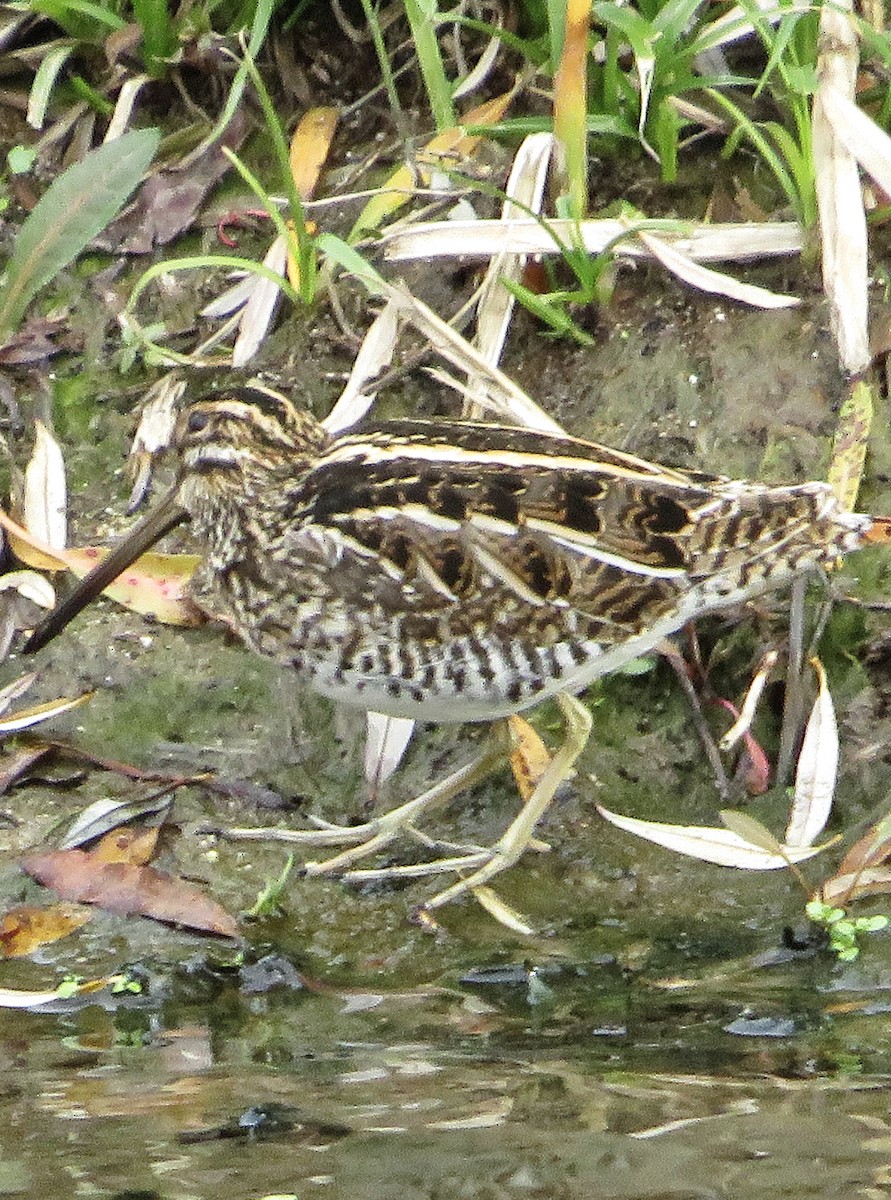 Agachadiza Común - ML647188672