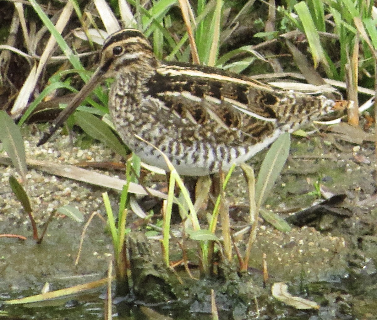 Agachadiza Común - ML647188673