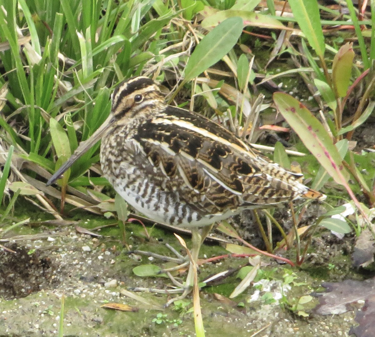 Agachadiza Común - ML647188674