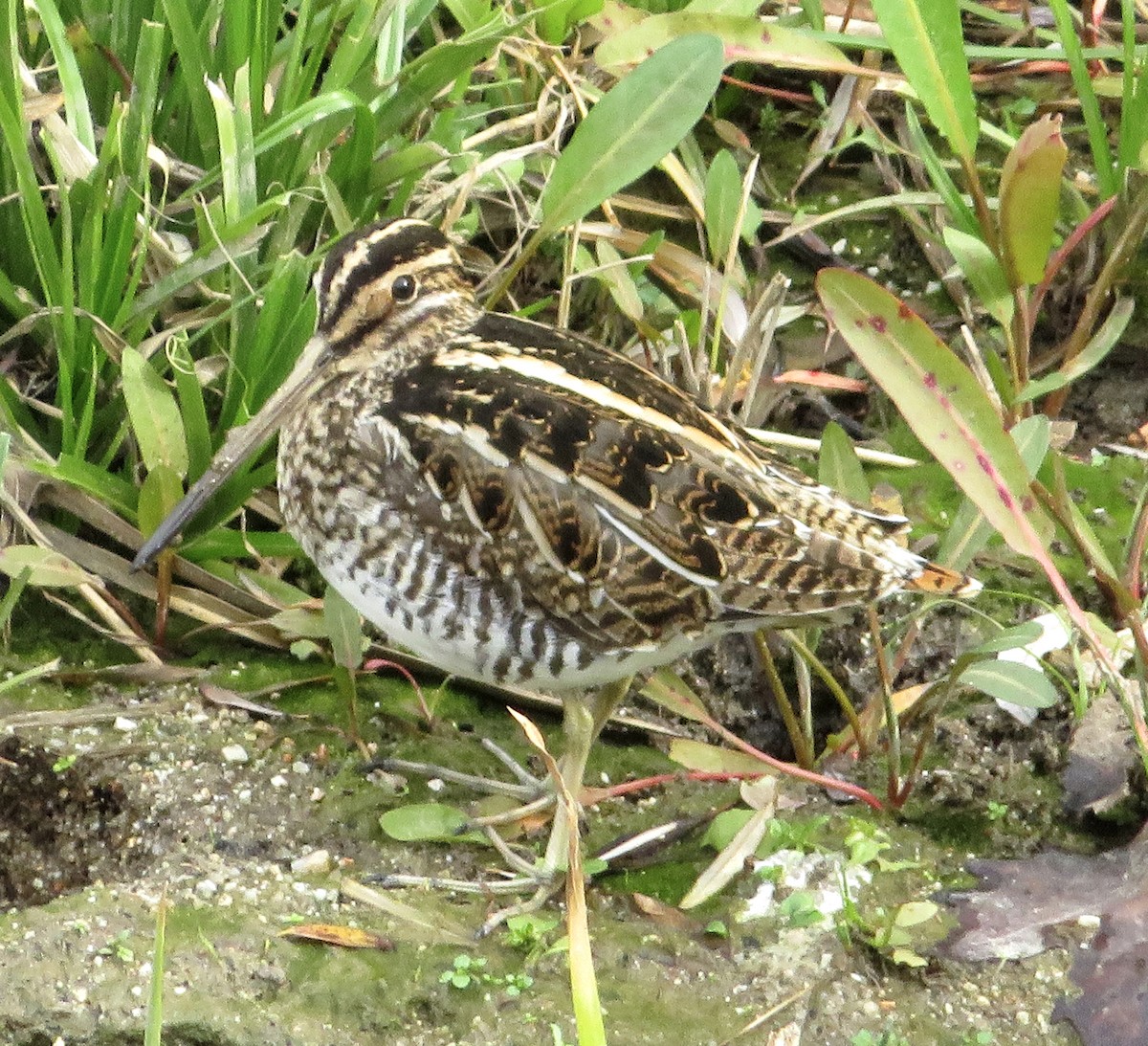 Agachadiza Común - ML647188675