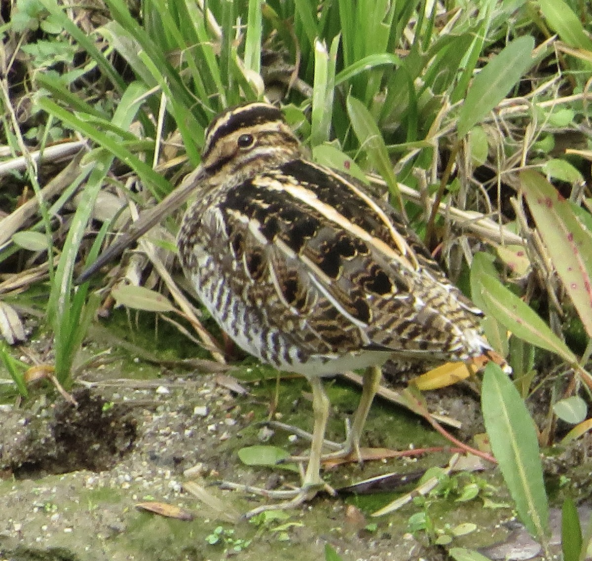 Agachadiza Común - ML647188676