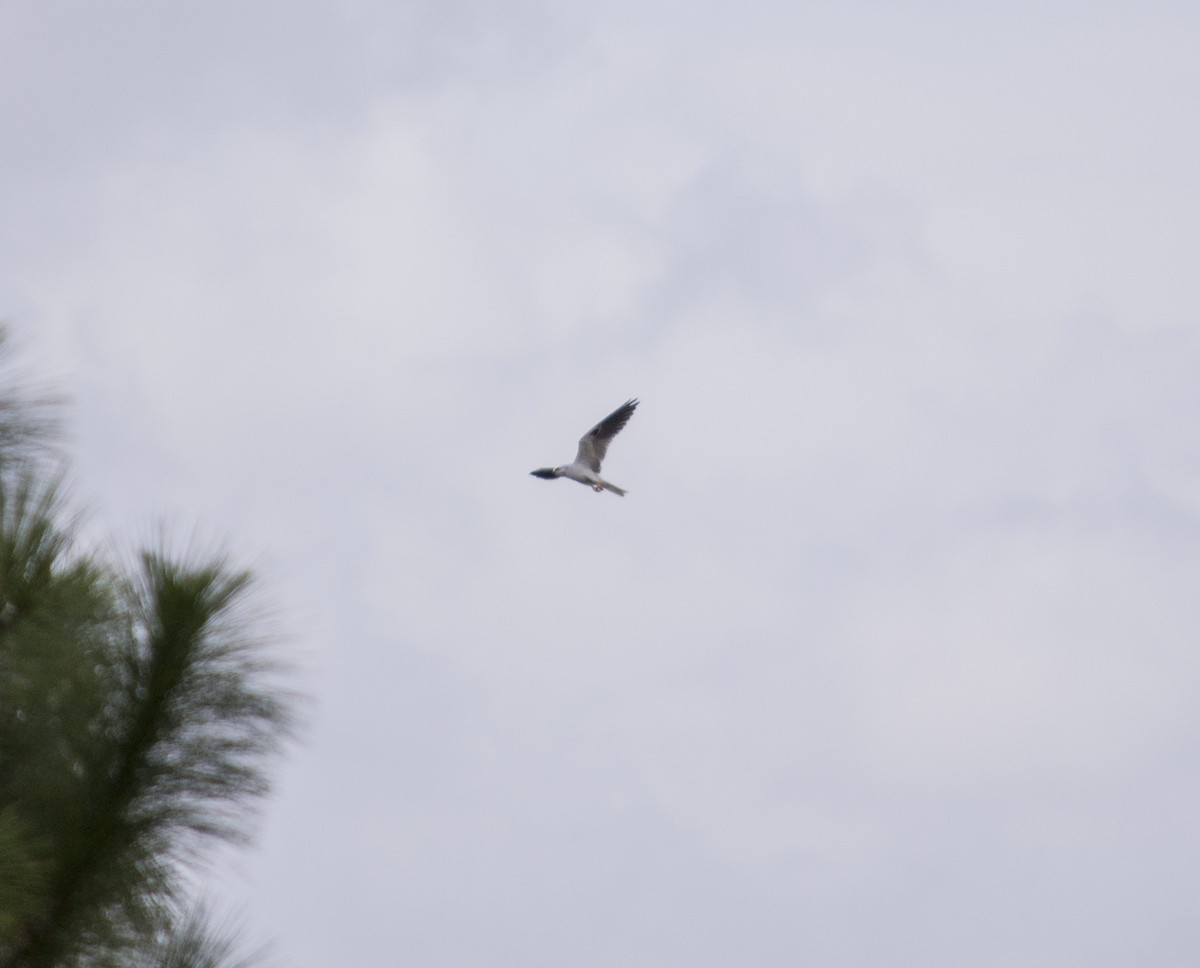 Elanio Maromero - ML647188678