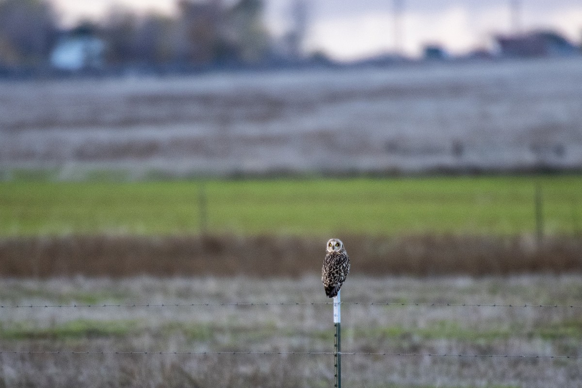 Búho Campestre - ML647188679