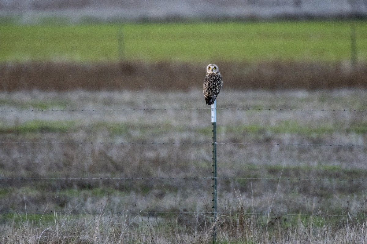 Búho Campestre - ML647188680
