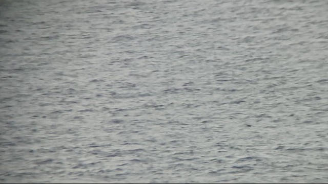 Mascarene Petrel - ML647188681