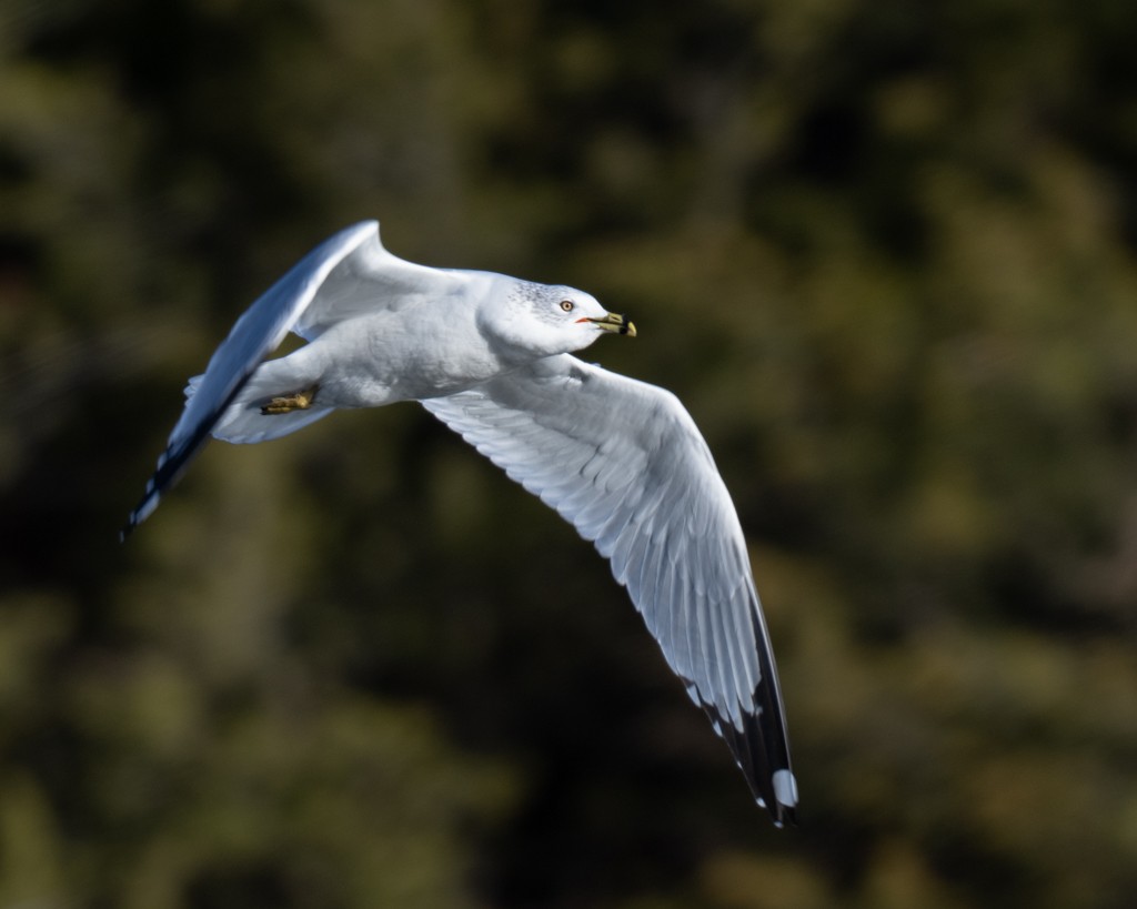 Ring-billed Gull - ML647188686