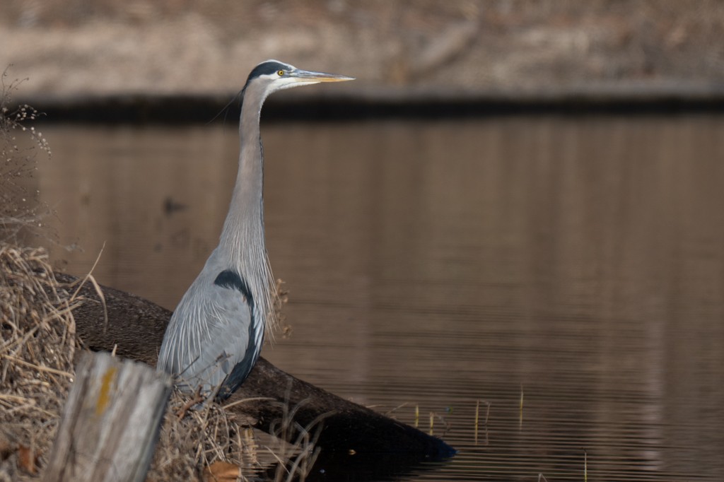 Great Blue Heron - ML647188695