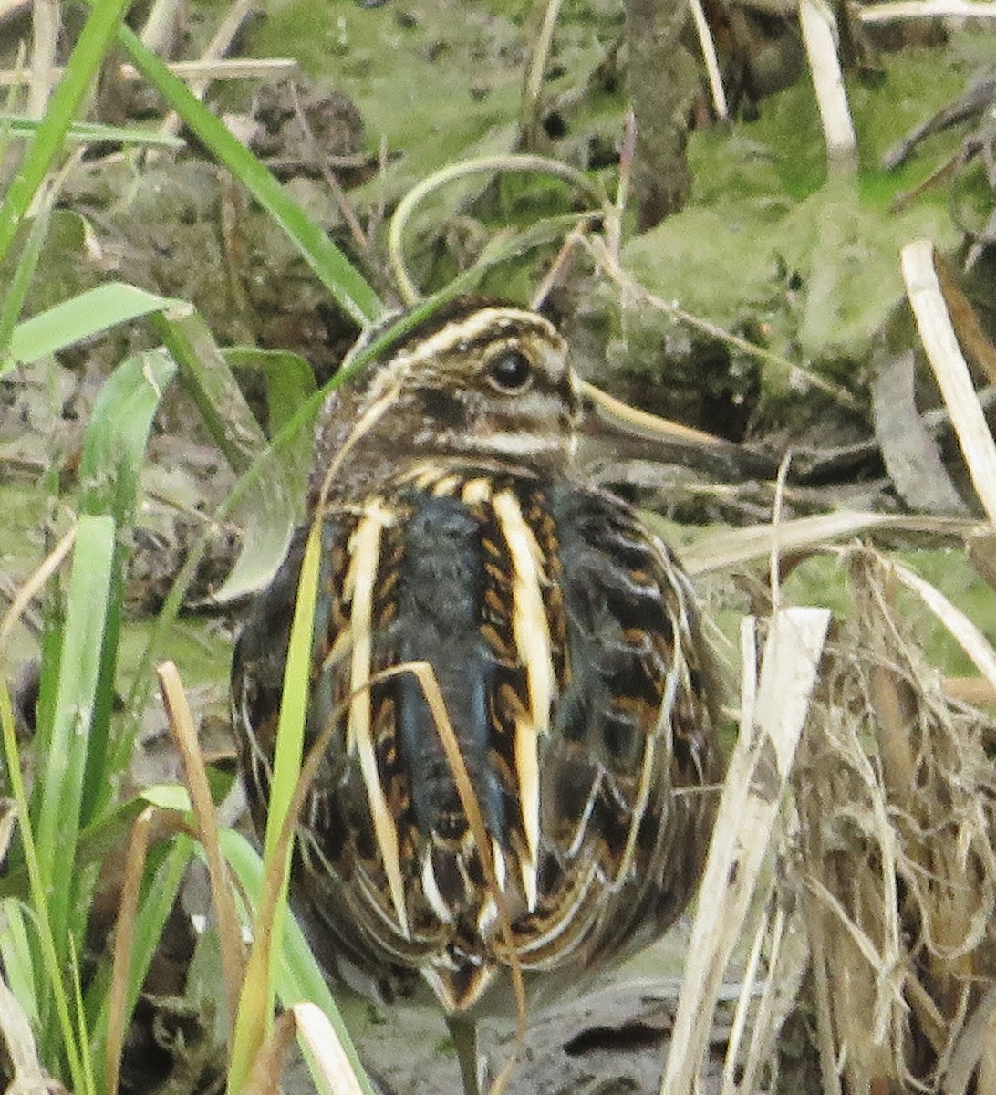 Jack Snipe - ML647188696